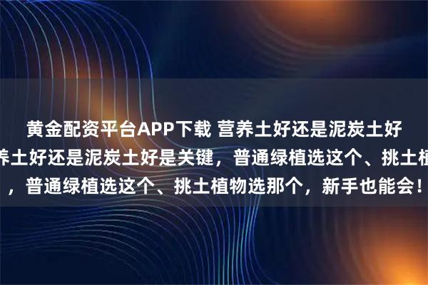 黄金配资平台APP下载 营养土好还是泥炭土好？别再乱选土！搞懂营养土好还是泥炭土好是关键，普通绿植选这个、挑土植物选那个，新手也能会！